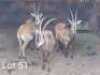 3 x Swartwitpens/Sable Thabazimbi Wildlife Services (Pay per Piece to take the lot)