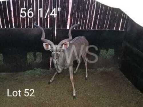 1 x Koedoe/Kudu Gawie Stoltz (Pay per Piece to take the lot)
