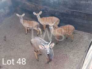 4 x Njala/Nyala KNL Boerdery (Pay per Piece to take the lot)