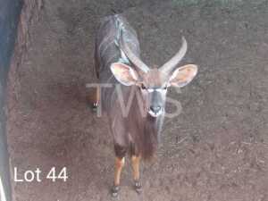 1 x Njala/Nyala KNL Boerdery