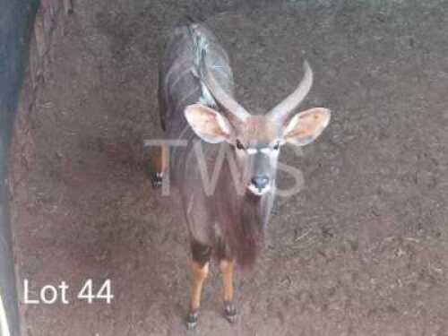 1 x Njala/Nyala KNL Boerdery