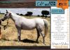 1 X ARABIAN SILVRETTA BEATE MARE HERCU VAN NIEKERK