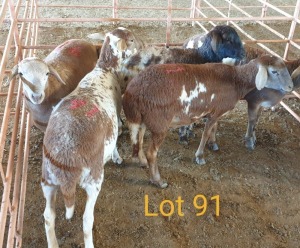 LOT 91 4X MEATMASTER OOI/EWE OSVLEY MEATMASTERS (PER STUK OM LOT TE NEEM/PER PIECE TO TAKE THE LOT)