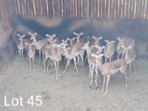 17 x Rooibok/Impala Trollope Brothers (Pay per Piece to take the lot)