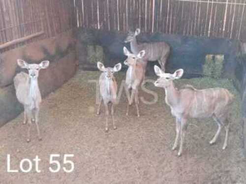 5 x Koedoe/Kudu Marakele Estate (Pay per Piece to take the lot)