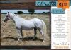 1 X ARABIAN SILVRETTA NEENA MARE HERCU VAN NIEKERK