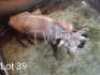 1 x Konings Wildebees/Kings Wildebeest Amanda van Niekerk
