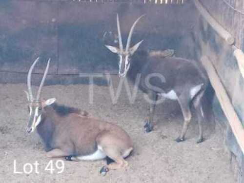 2 x Swartwitpens/Sable Thabazimbi Wildlife Services (Pay per Piece to take the lot)