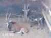 2 x Swartwitpens/Sable Thabazimbi Wildlife Services (Pay per Piece to take the lot)