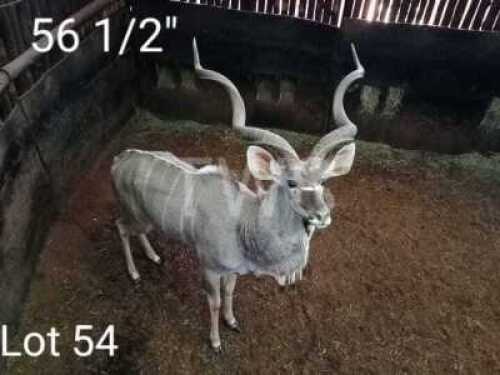 1 x Koedoe/Kudu Gawie Stoltz 
