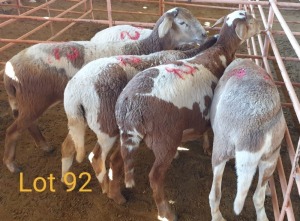 LOT 92 5X MEATMASTER OOI/EWE OSVLEY MEATMASTERS (PER STUK OM LOT TE NEEM/PER PIECE TO TAKE THE LOT)