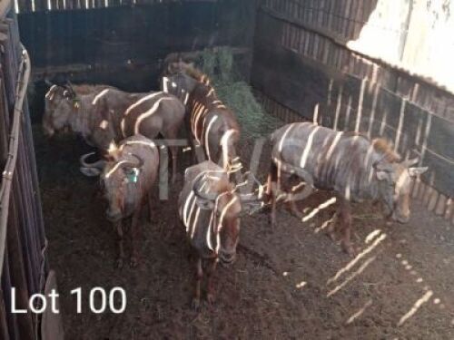 4 x Goue Wildebees/Golden Wildebeest Trollope Brothers (Pay per Piece to take the lot)