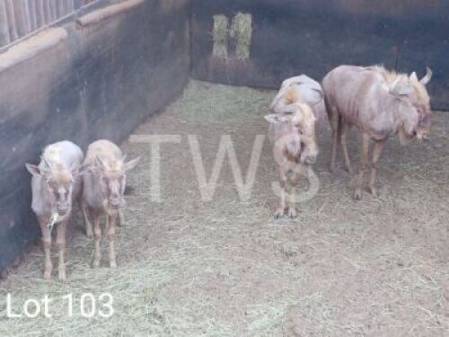 2+2 x Goue Wildebees/Golden Wildebeest Trollope Brothers (Pay per Piece to take the lot)