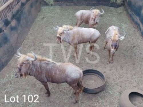 4 x Goue Wildebees/Golden Wildebeest Trollope Brothers (Pay per Piece to take the lot)