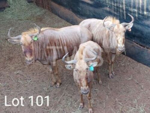 3 x Goue Wildebees/Golden Wildebeest Trollope Brothers (Pay per Piece to take the lot)