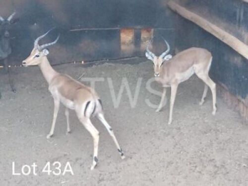2 x Rooibok/Impala Trollope Brothers (Pay per Piece to take the lot)
