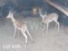 2 x Rooibok/Impala Trollope Brothers (Pay per Piece to take the lot)