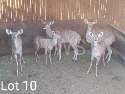 5 x Koedoe/Kudu Marius Schrenk (Pay per Piece to take the lot)