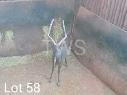 1 x Swart Rooibok/Black Impala DB Snyman (Pay per Piece to take the lot)