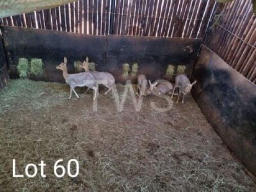 5 x Ribbok My Wildlife SA (Pay per Piece to take the lot)