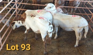 LOT 93 5X MEATMASTER OOI/EWE OSVLEY MEATMASTERS (PER STUK OM LOT TE NEEM/PER PIECE TO TAKE THE LOT)