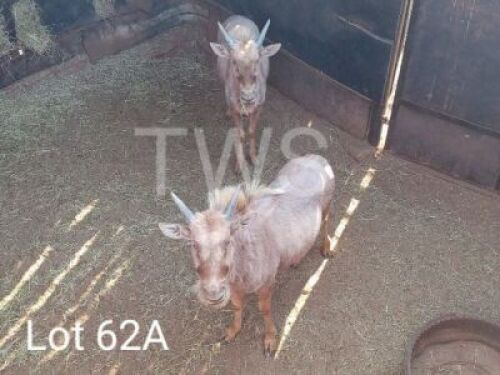 2 x Goue Wildebees/Golden Wildebeest Trollope Brothers (Pay per Piece to take the lot)