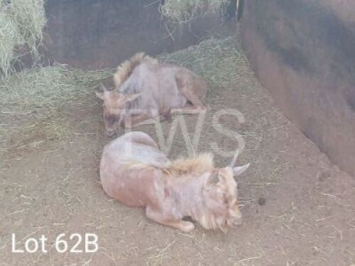2 x Goue Wildebees/Golden Wildebeest Trollope Brothers (Pay per Piece to take the lot)