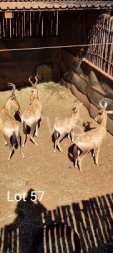 3+1&nbsp; &nbsp;x&nbsp; Rooihartbees/Red Heartbeest (Pay per Piece to take the lot)
