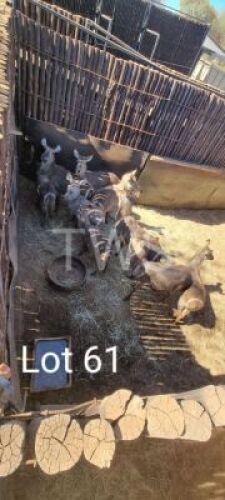 8 +1 x Waterbok/Waterbuck (Per piece to take the lot)