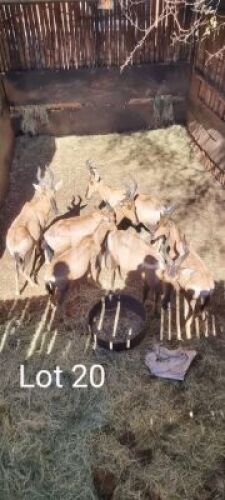 6 &nbsp;x&nbsp; Rooihartbees/Red Heartbeest (Pay per Piece to take the lot)