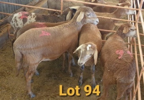 LOT 94 5X MEATMASTER OOI/EWE OSVLEY MEATMASTERS (PER STUK OM LOT TE NEEM/PER PIECE TO TAKE THE LOT)