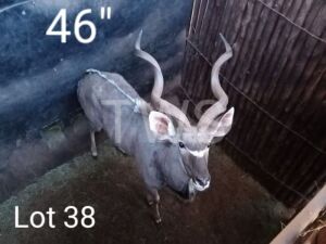 1 x Koedoe/Kudu My Wildlife SA