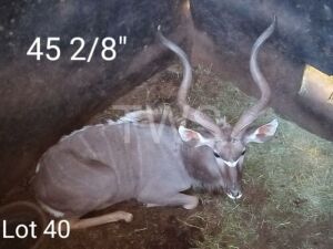 1 x Koedoe/Kudu Jurie Smit