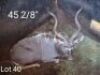 1 x Koedoe/Kudu Jurie Smit