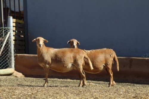 2 X MEATMASTER OOI LAPFONTEIN MEATMASTERS (PER STUK OM LOT TE NEEM)