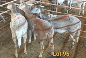 LOT 95 4X MEATMASTER OOI/EWE OSVLEY MEATMASTERS (PER STUK OM LOT TE NEEM/PER PIECE TO TAKE THE LOT)