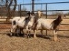 3 X MEATMASTER OOI THABA MEATMASTERS (PER STUK OM LOT TE NEEM) - 7