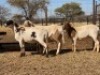 3 X MEATMASTER OOI THABA MEATMASTERS (PER STUK OM LOT TE NEEM) - 8