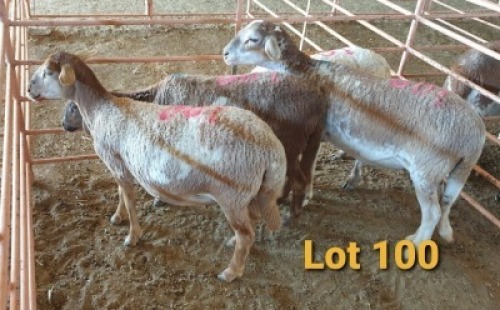 LOT 100 4X MEATMASTER OOI/EWE OSVLEY MEATMASTERS (PER STUK OM LOT TE NEEM/PER PIECE TO TAKE THE LOT)