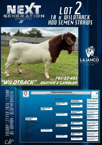 10 X BOER GOAT SEMEN Lajanco Boerbokstoet (Per item to take the lot)