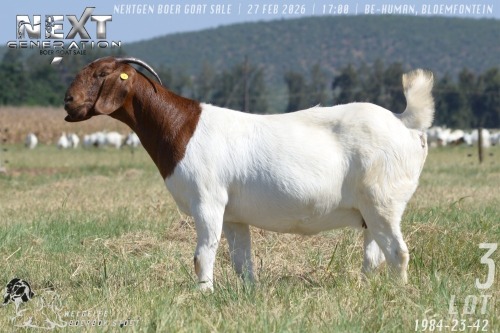 1 X BOER GOAT FLOCK ON TEAT DOE Welgelee boerbok stoet