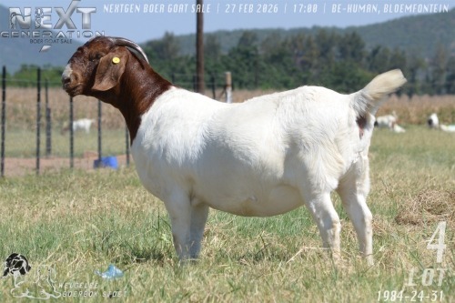 1 X BOER GOAT STUD PREGNANT DOE Welgelee boerbok stoet