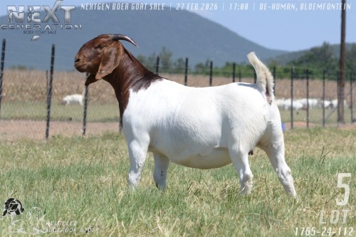 1 X BOER GOAT FLOCK ON COLOUR PREGNANT DOE Welgelee boerbok stoet