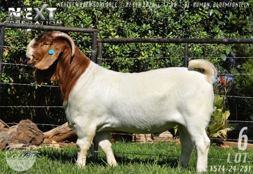 1 X BOER GOAT STUD BUCK Collen Boerdery