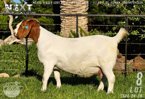 1 X BOER GOAT STUD PREGNANT DOE Collen Boerdery