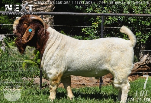 1 X BOER GOAT STUD BUCK Collen Boerdery