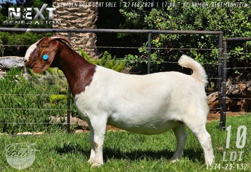 10 X BOER GOAT SEMEN Collen Boerdery