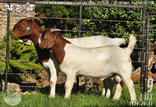 1 X BOER GOAT STUD DOE Collen Boerdery