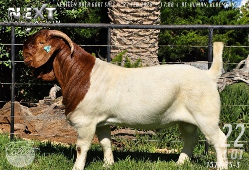 1 X BOER GOAT FLOCK ON COLOUR BUCK Collen Boerdery