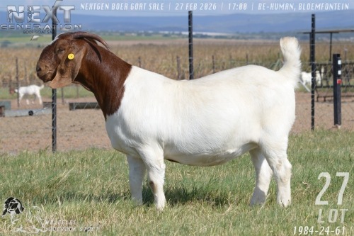 1 X BOER GOAT FLOCK ON COLOUR PREGNANT DOE Welgelee boerbok stoet